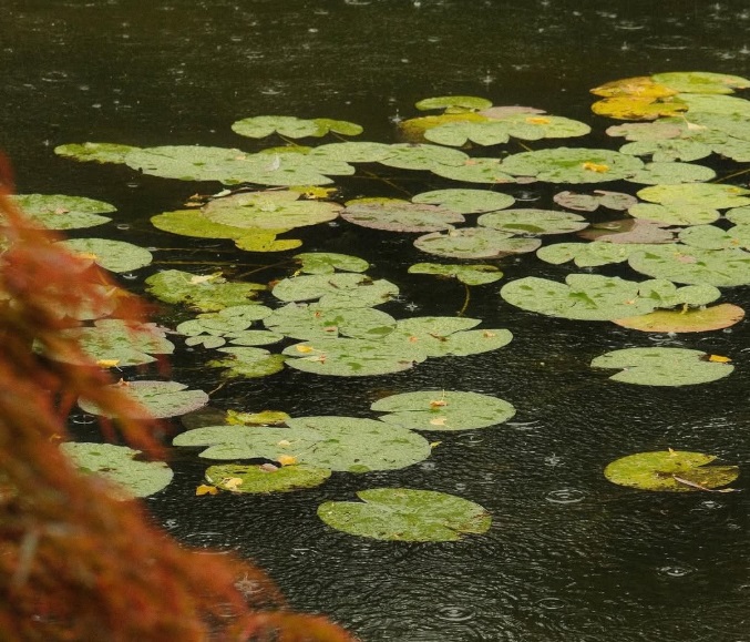 莫奈花园睡莲池